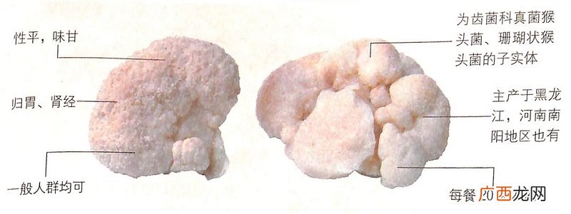 大雪节气猴头菇帮你养脾护胃