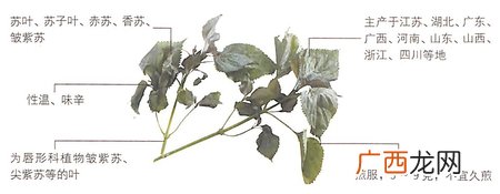 大寒节气吃紫苏叶能治疗胃肠型感冒
