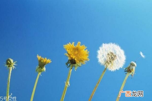 蒲公英泡水孕妇能喝吗 这几类人不宜饮用