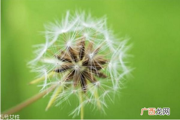 蒲公英泡水能天天喝吗 蒲公英泡水喝的禁忌