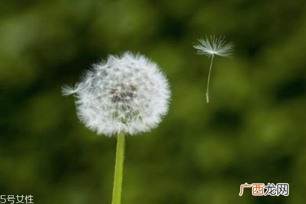 蒲公英泡水能天天喝吗 蒲公英泡水喝的禁忌