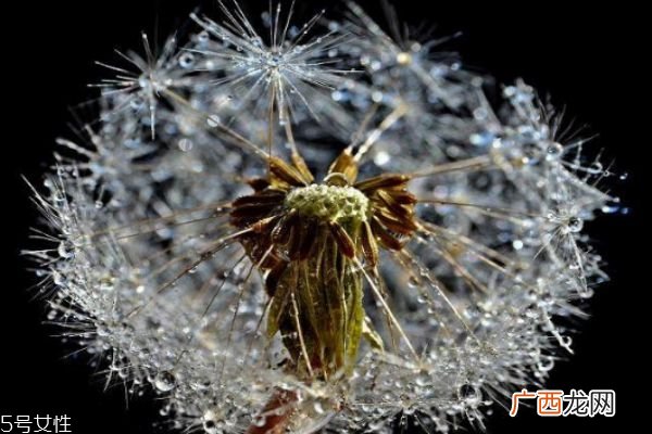 蒲公英泡水一次放几根 蒲公英泡水好处大