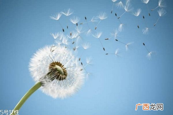 蒲公英泡水喝的功效 经常喝蒲公英的五大好处