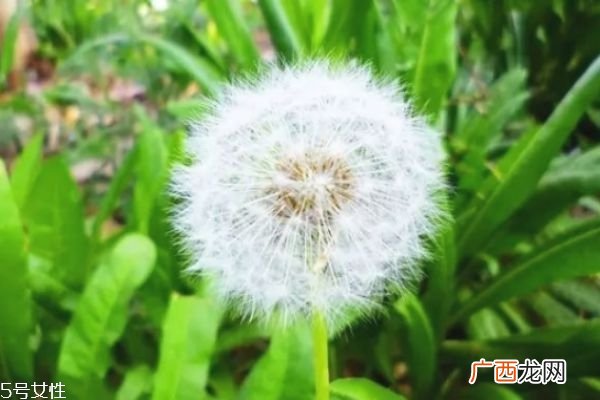 蒲公英泡水喝的功效 经常喝蒲公英的五大好处