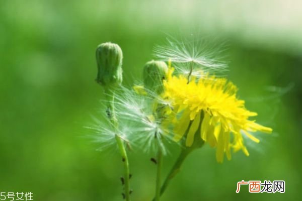 喉咙痛能喝蒲公英水吗 喉咙痛喝蒲公英好不好