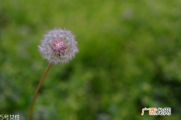 喉咙痛能喝蒲公英水吗 喉咙痛喝蒲公英好不好
