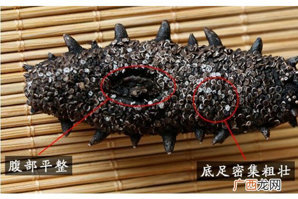 最好的海参什么颜色 3种褐色
