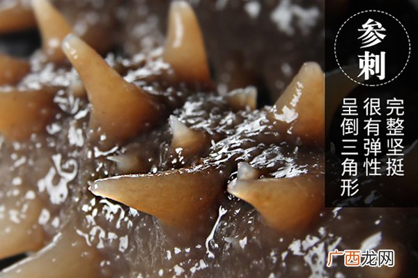 海参刺长好还是刺短好 太短没长好
