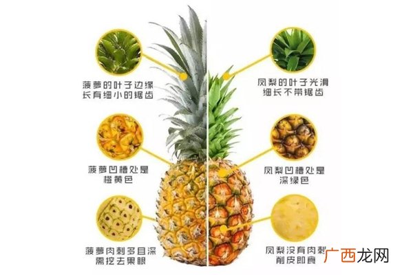 凤梨和菠萝一样吗 凤梨和菠萝对比图