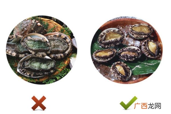 鲍鱼发绿变硬还能吃吗 不新鲜不能吃