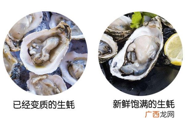 如何分辨生蚝肉质 变质和新鲜对比图