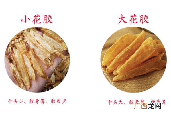 花胶是不是越大越好 还要看品种和干度