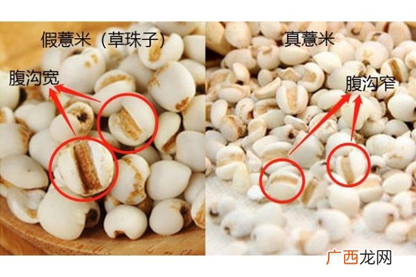 怎么区分薏米真假 薏米真假对比图