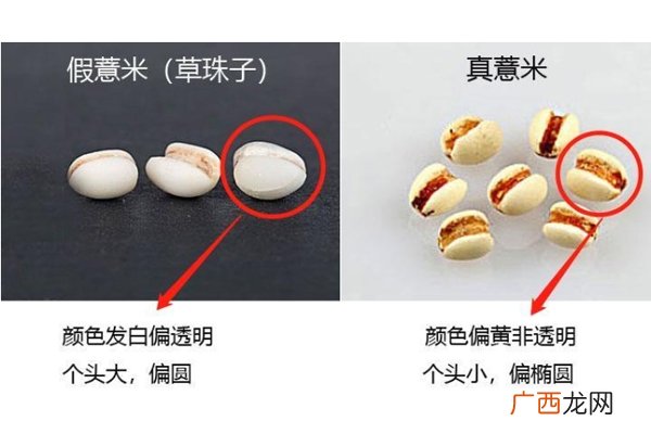 怎么区分薏米真假 薏米真假对比图