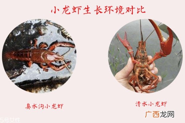 小龙虾越大越好吗 个头适中最好吃