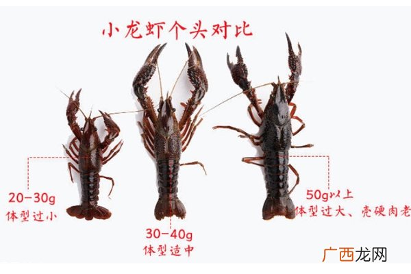 小龙虾越大越好吗 个头适中最好吃