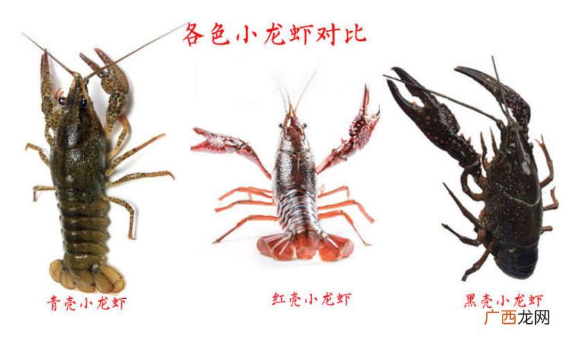 小龙虾腹部发黑能吃吗 脏水养的不要吃