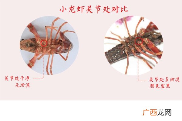 小龙虾腹部发黑能吃吗 脏水养的不要吃