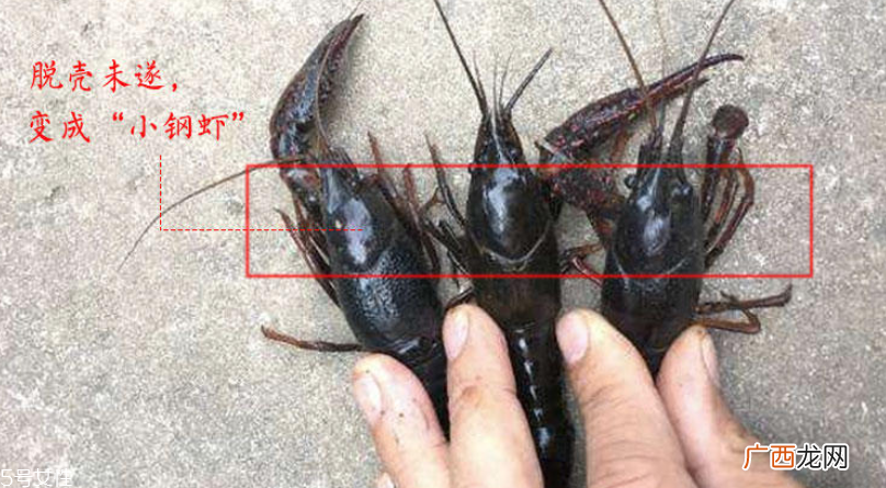 小龙虾腹部发黑能吃吗 脏水养的不要吃