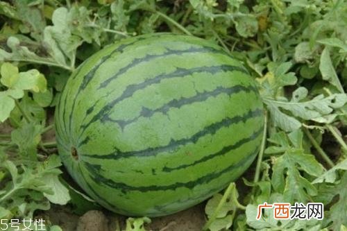 西瓜产地哪里最出名 全中国最优秀的3大产地