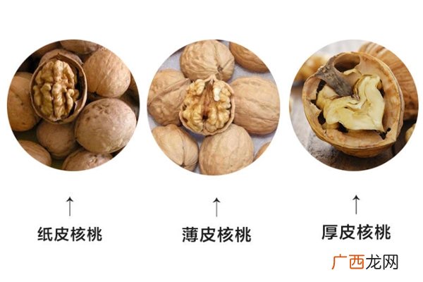 纸皮核桃和厚壳核桃哪个好 核桃3种厚度大pk