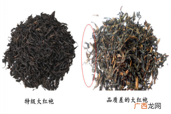 大红袍茶叶形状图片 真假对比图