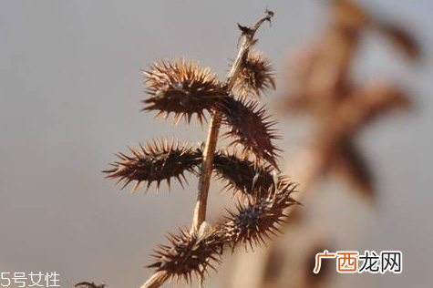 苍耳子可以泡脚吗 泡脚的功效