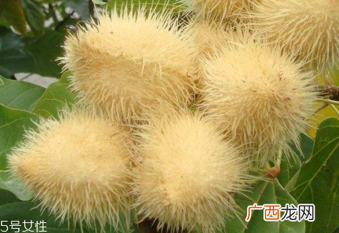 苍耳子可以泡脚吗 泡脚的功效