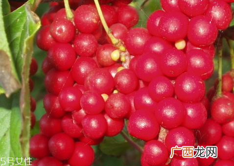 五味子可以治疗睡眠吗 治失眠药配方