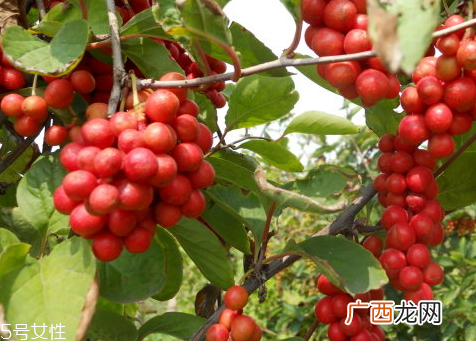 五味子可以治疗睡眠吗 治失眠药配方