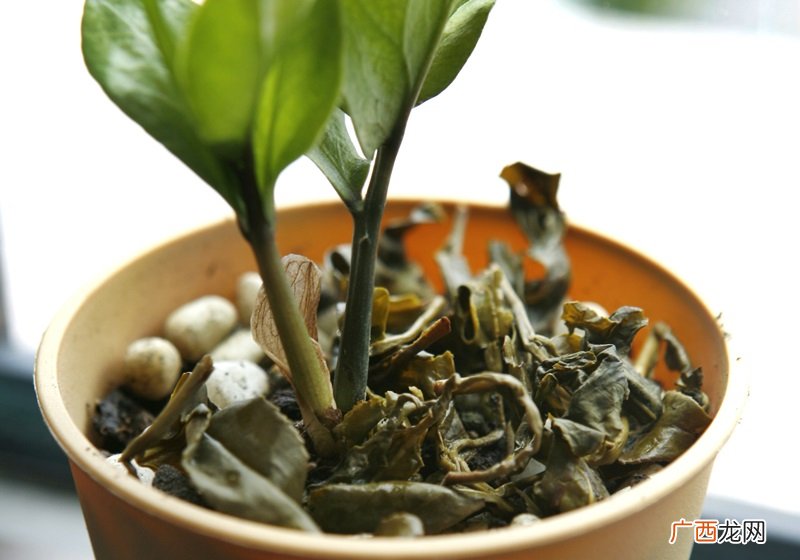 泡过的茶叶可以当花肥吗 还有这些作用