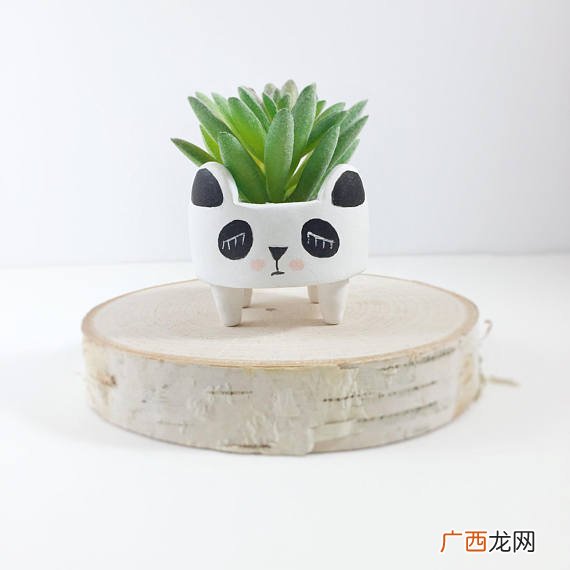 哪些盆栽放房间里可净化空气 疗愈植物推荐