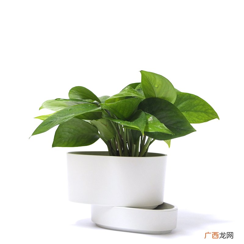 哪些盆栽放房间里可净化空气 疗愈植物推荐