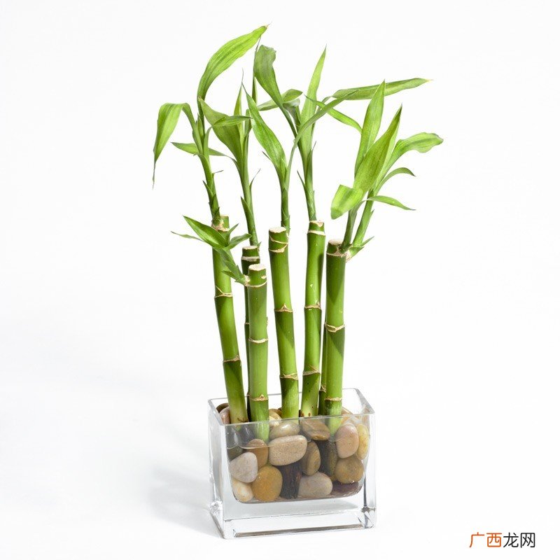 哪些盆栽放房间里可净化空气 疗愈植物推荐