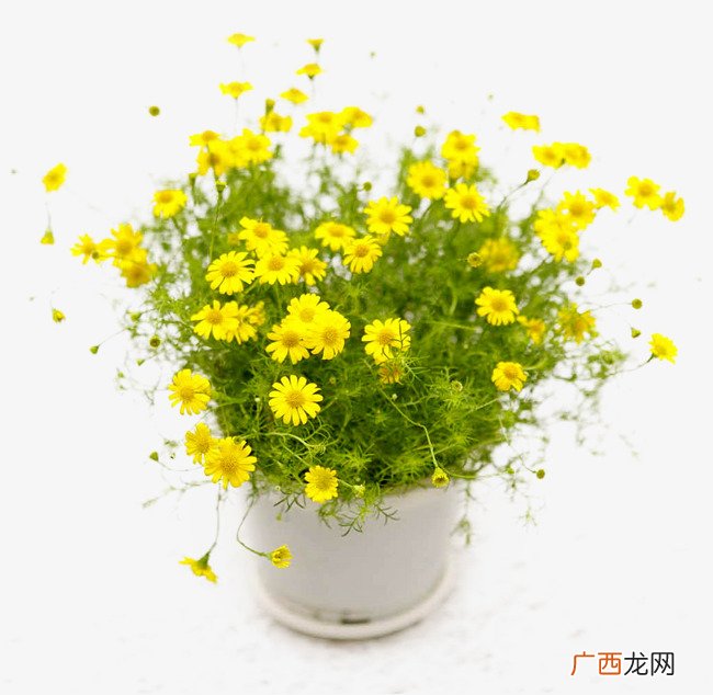 哪些盆栽放房间里可净化空气 疗愈植物推荐
