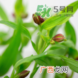 鲜花怎么保存时间长 鲜花怎么保鲜