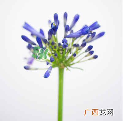 鲜花怎么保存时间长 鲜花怎么保鲜