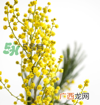 鲜花怎么保存时间长 鲜花怎么保鲜