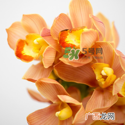 鲜花怎么保存时间长 鲜花怎么保鲜