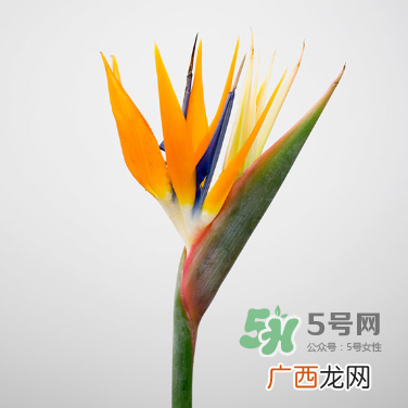 鲜花怎么保存时间长 鲜花怎么保鲜