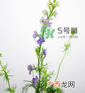 鲜花怎么保存时间长 鲜花怎么保鲜