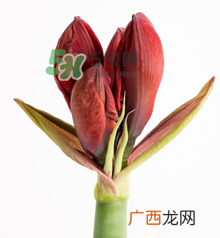 鲜花怎么保存时间长 鲜花怎么保鲜