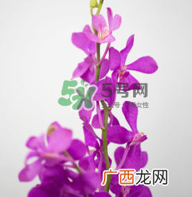 鲜花怎么保存时间长 鲜花怎么保鲜