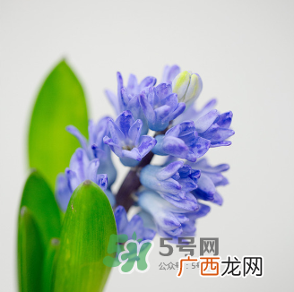 鲜花怎么保存时间长 鲜花怎么保鲜