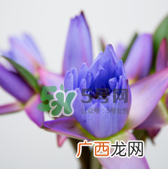 鲜花怎么保存时间长 鲜花怎么保鲜