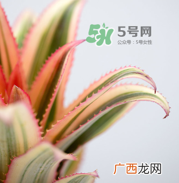 鲜花怎么保存时间长 鲜花怎么保鲜