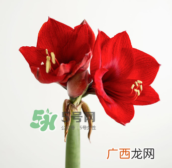鲜花怎么保存时间长 鲜花怎么保鲜