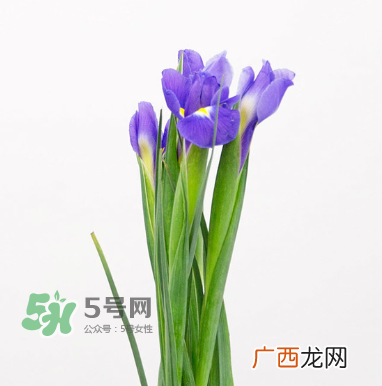 鲜花怎么保存时间长 鲜花怎么保鲜