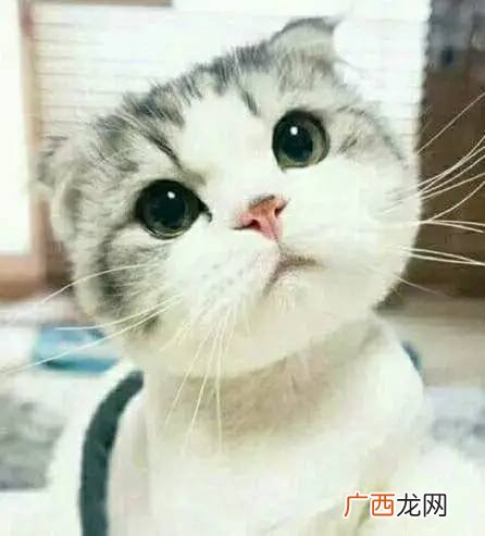 柠檬枫糖排毒法 枫糖柠檬减肥法