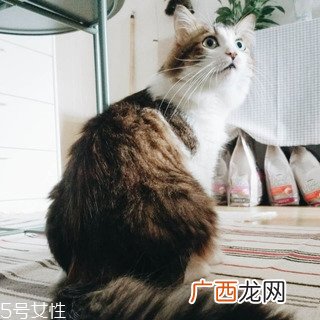 出租房怎么布置好看 出租房如何布置好看